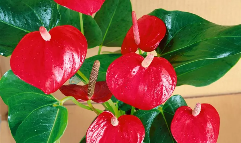 Anthurium Andreanum Pflege