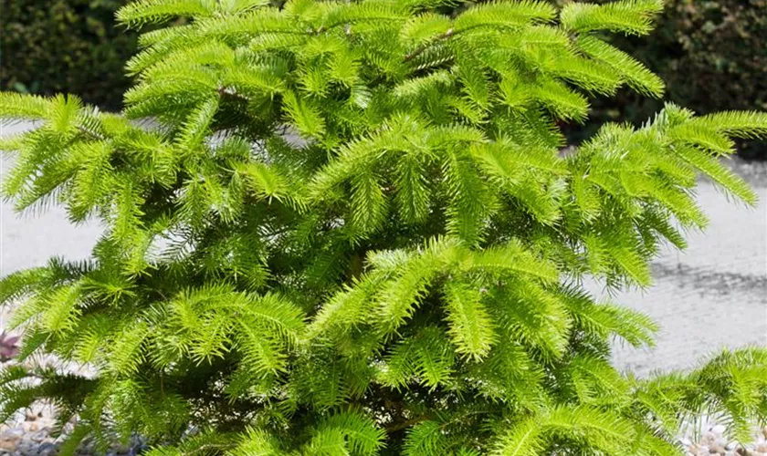 Abies cephalonica 'Barabits Gold'