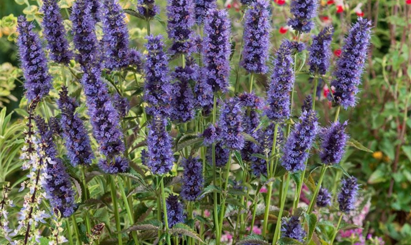 GartenDuftnessel 'Black Adder'® Floragard Pflanzeninfothek