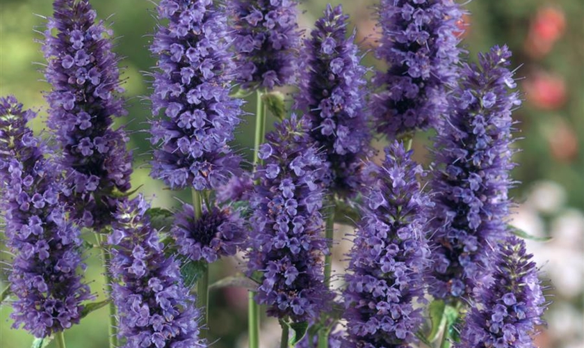 GartenDuftnessel 'Black Adder'® Floragard Pflanzeninfothek