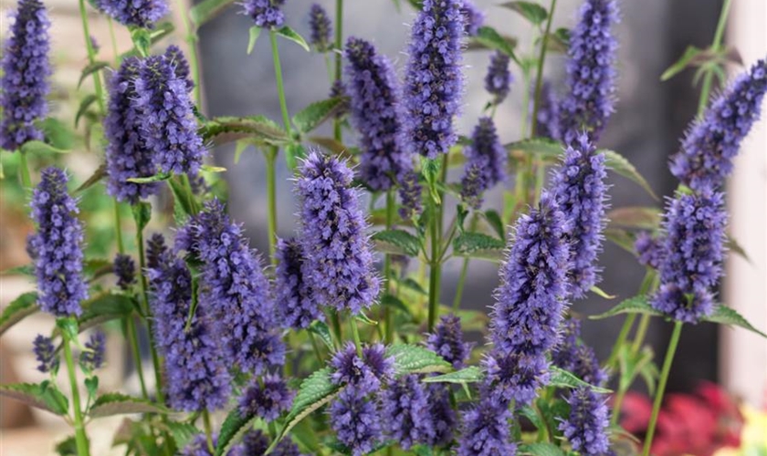 GartenDuftnessel 'Black Adder'® Floragard Pflanzeninfothek