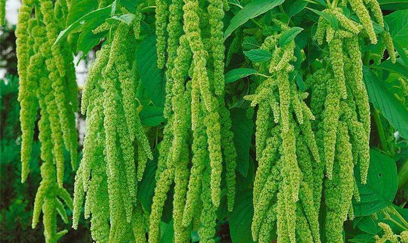 Amaranthus caudatus 'Viridis' Pflanze, Pflege & Tipps Floragard
