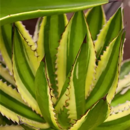 Amerikanische Agave \'Variegata\' Pflanze, Pflege & Tipps ▷ Floragard
