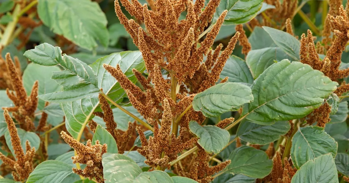 Amaranthus cruentus 'Autumn Pallet' Pflanze, Pflege & Tipps Floragard