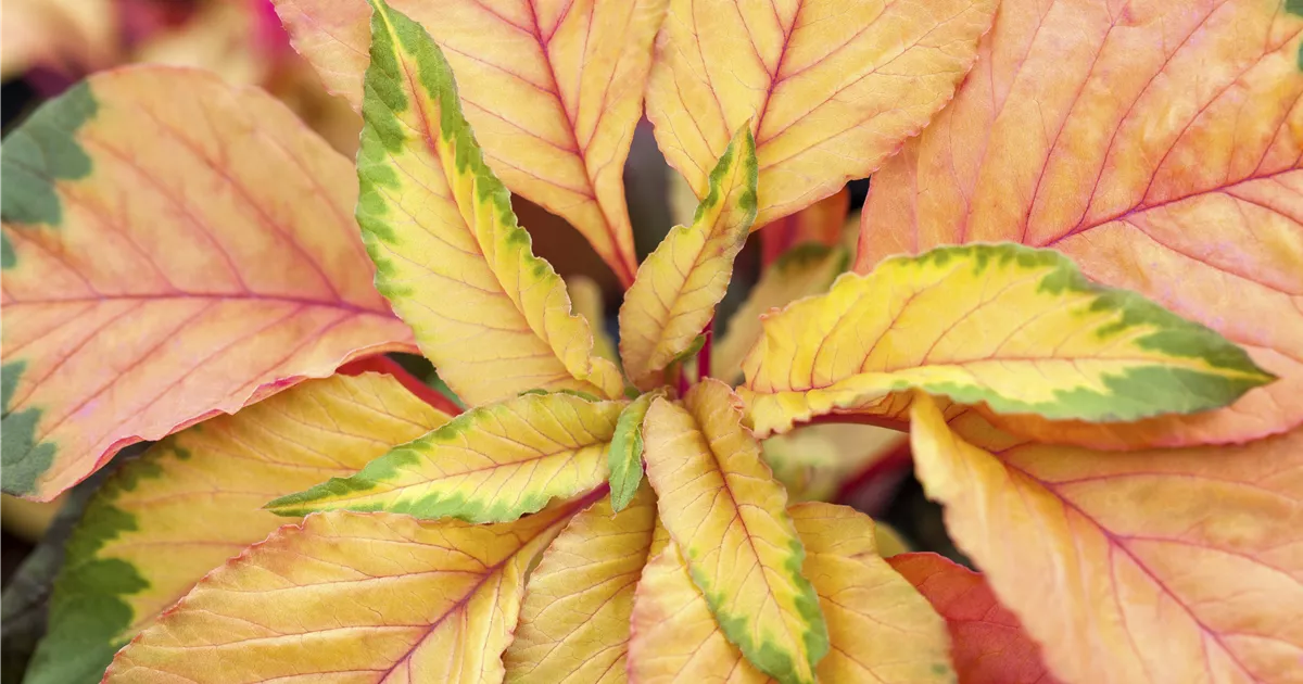 Amaranthus tricolor 'Carnival' Pflanze, Pflege & Tipps Floragard