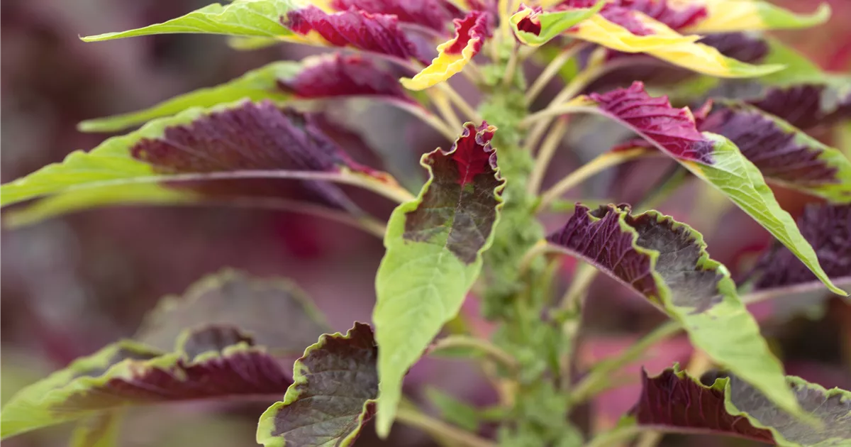 Amaranthus tricolor 'Green Callaloo' Pflanze, Pflege & Tipps Floragard