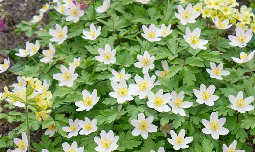 Anemone nemorosa 'Wilks Giant' Pflanze, Pflege & Tipps Floragard
