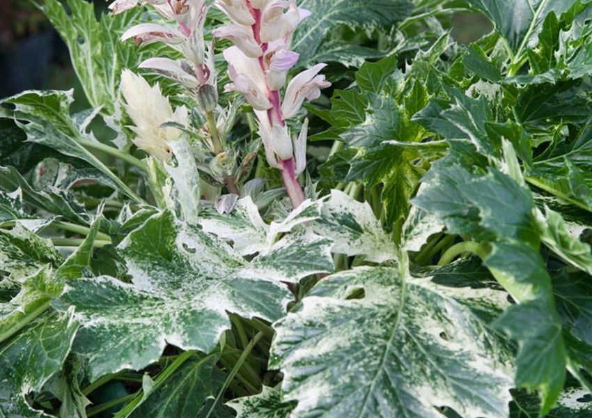 Weiche Bärentatze 'Whitewater' - Floragard Pflanzeninfothek