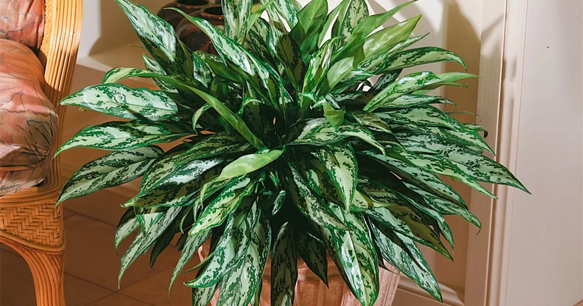 Kolbenfaden 'Green Line' Pflanze, Pflege & Tipps Floragard