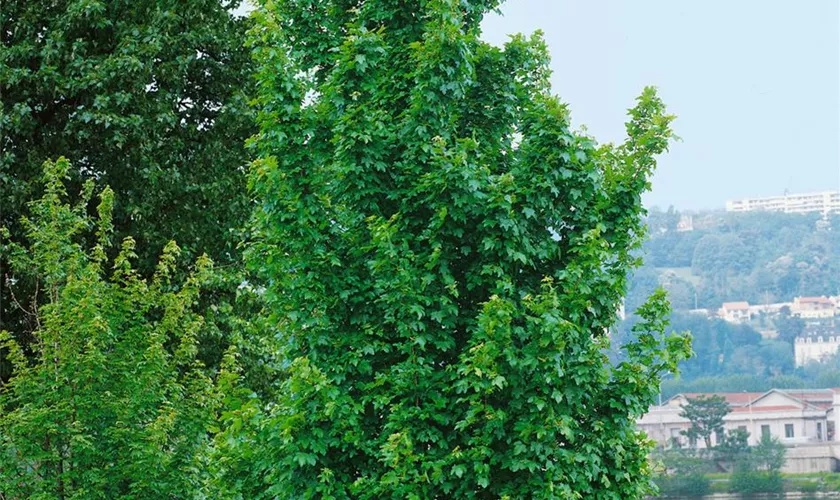 Acer campestre 'Eco Sentry'®
