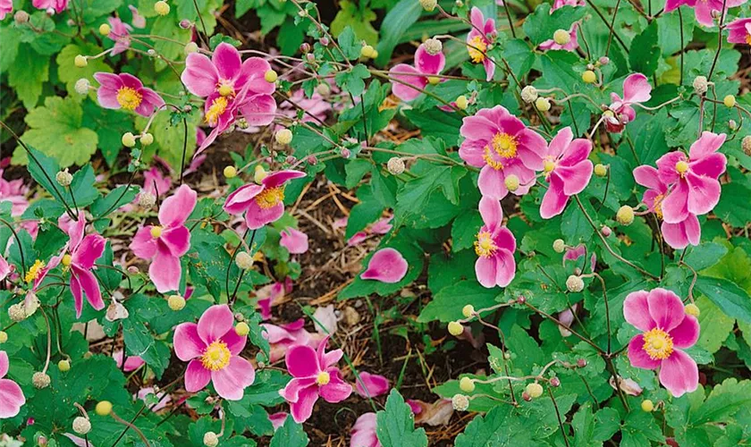 Filzige Garten-Herbst-Anemone 'Robustissima'