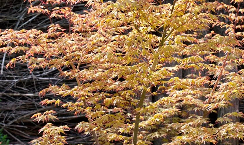 Acer palmatum 'Kuro Hime'