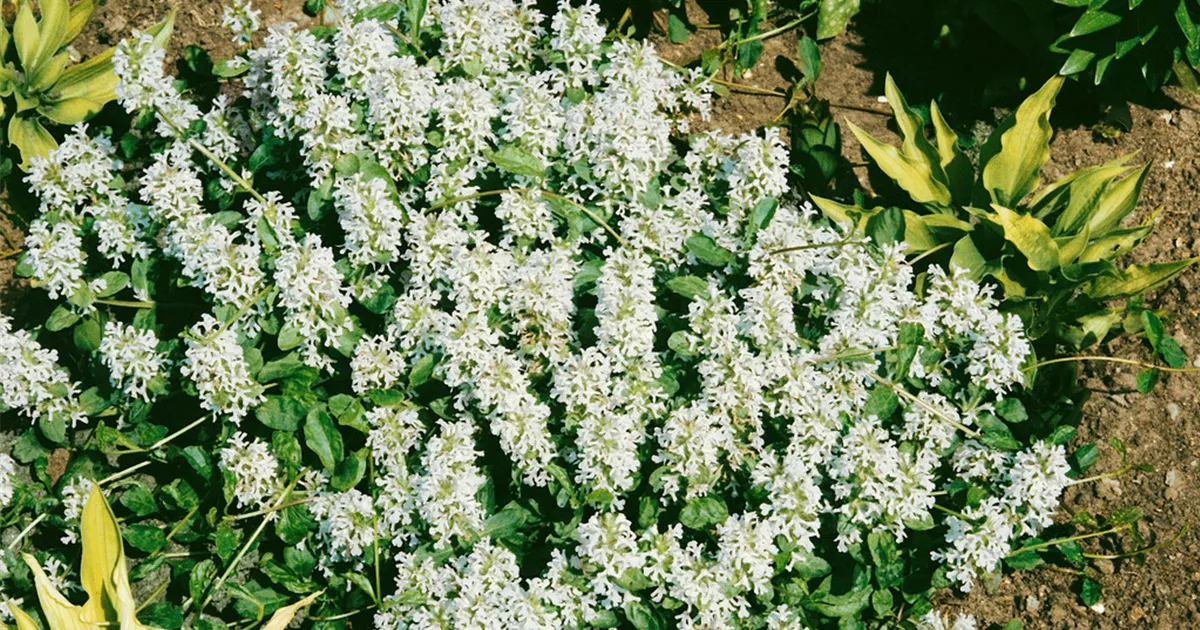 Weiblhender Garten-Gnsel 'Alba' Pflanze, Pflege & Tipps  Floragard