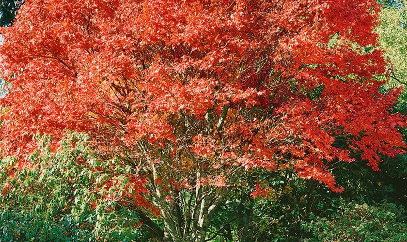 Acer palmatum 'Lucky Star'
