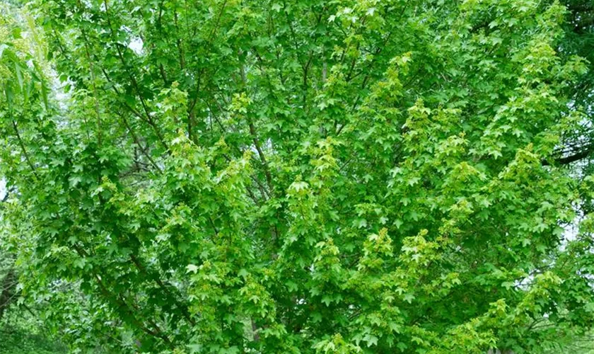 Feldahorn 'Microphyllum'