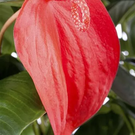 Anthurium x scherzerianum Anthurium x scherzerianum
