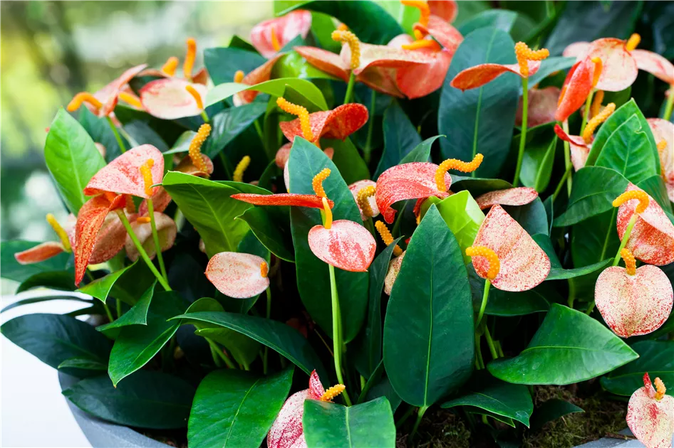 Anthurium x scherzerianum Pflanze, Pflege & Tipps  Floragard