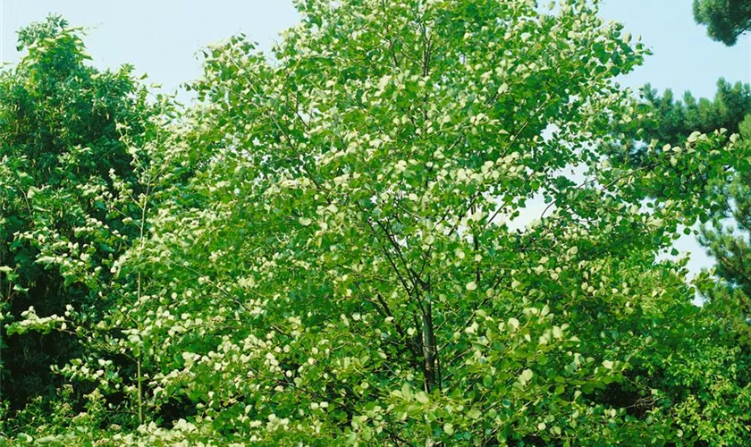 Alnus incana