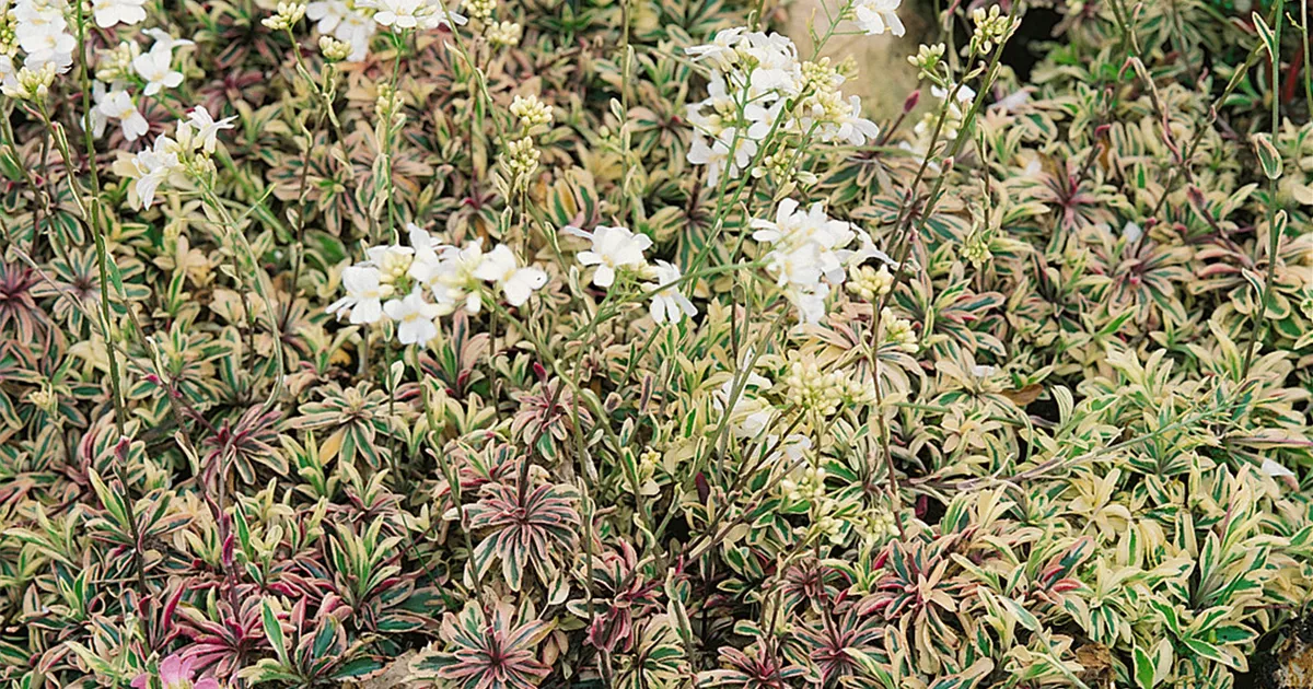 blumenrasen saatgut Blumenrasen