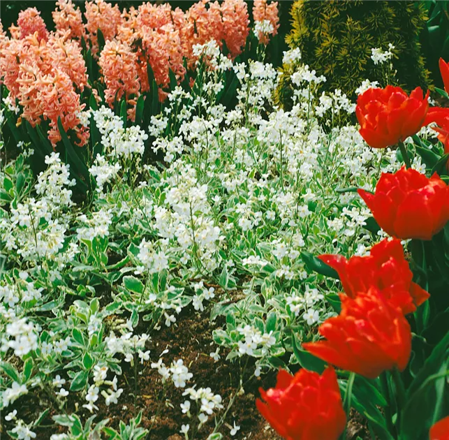 Arabis ferdinandi-coburgii Pflanze, Pflege & Tipps  Floragard