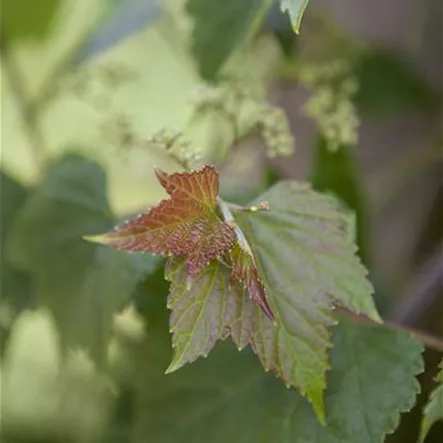 Ampelopsis brevipedunculata 'Variegata'