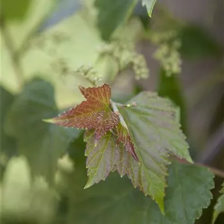 Ampelopsis brevipedunculata 'Variegata'