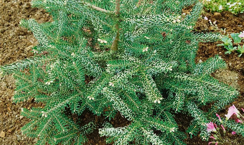 Abies koreana 'Nana'