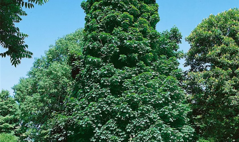 Schmalkroniger Bergahorn 'Erectum'