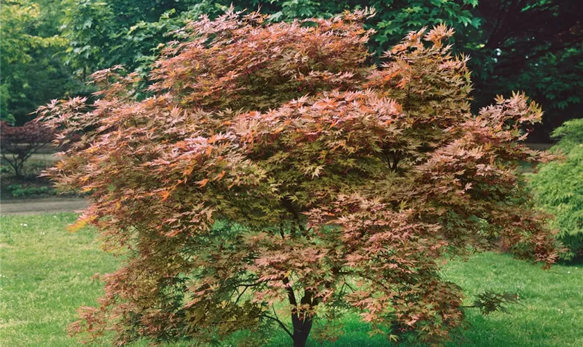 Acer palmatum 'Issai Nishiki'