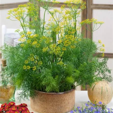 Anethum graveolens 'Liso' Anethum graveolens 'Liso'