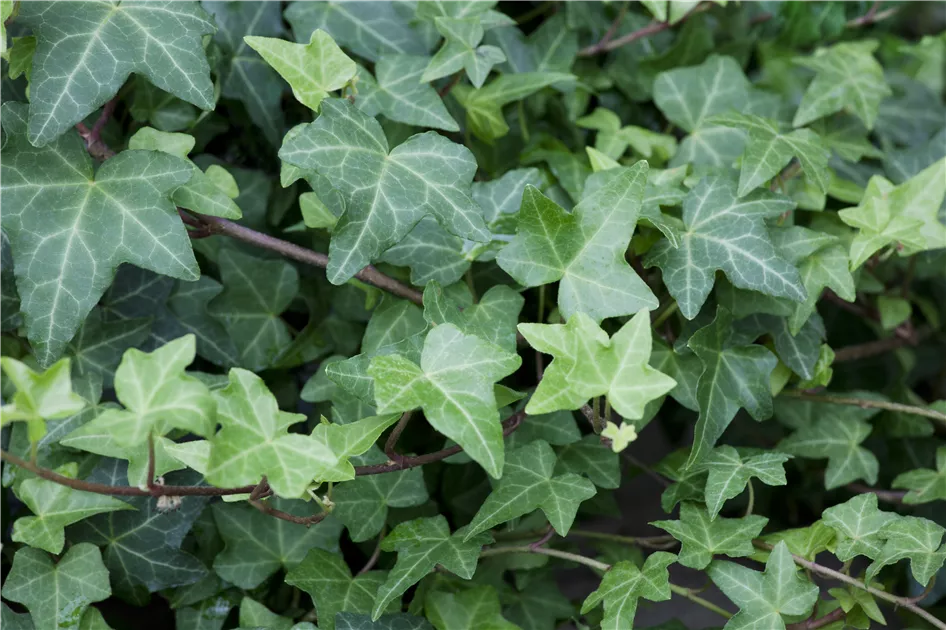 Hedera helix 'Woerner' Pflanze, Pflege & Tipps  Floragard