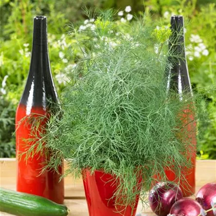 Anethum graveolens var. hortorum 'Tetra' Anethum graveolens var. hortorum 'Tetra'