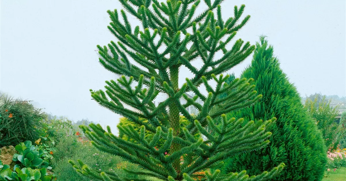Andentanne 'Robusta Gheri' Pflanze, Pflege & Tipps  Floragard