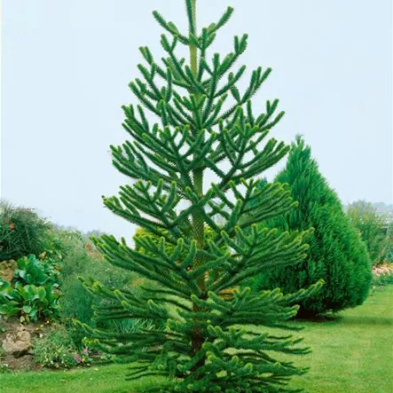 Andentanne 'Robusta Gheri' Andentanne 'Robusta Gheri'