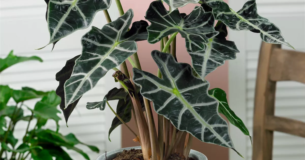 agave lophantha variegata Agave lophantha 'Tricolor'