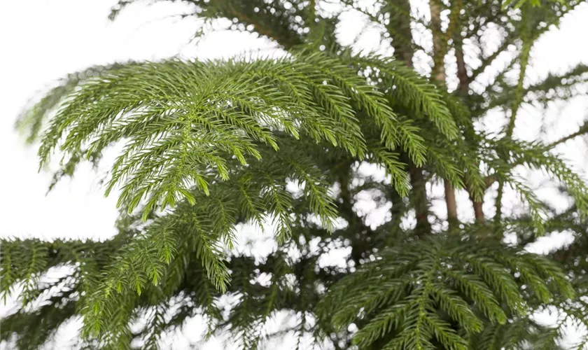 Araukarie 'Hawaii'