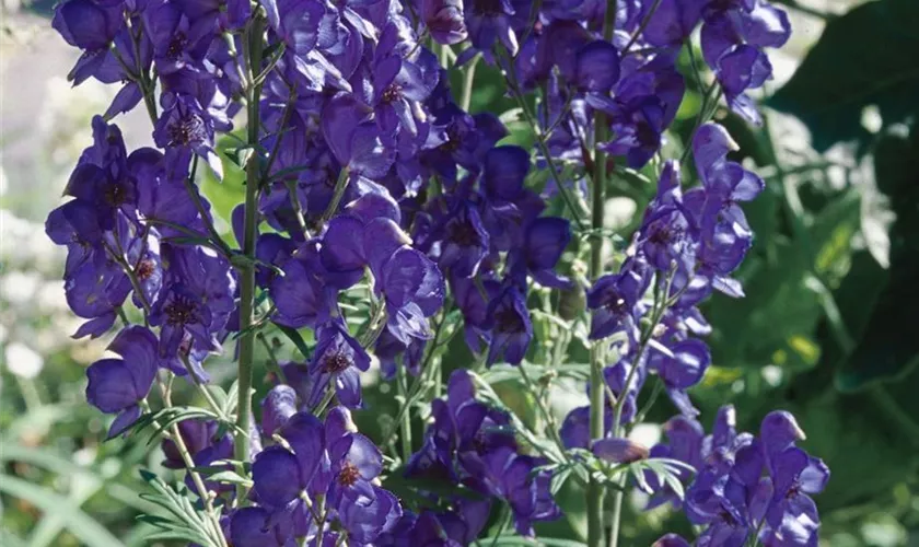 Aconitum x cammarum 'Nachthimmel'