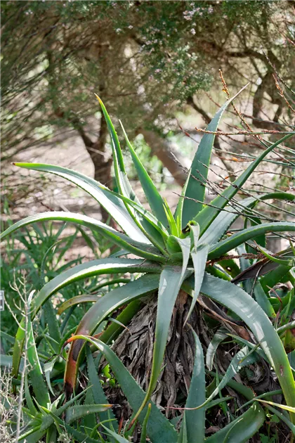 aloe vera zahnpasta selber machen Aloe Vera Zahnpasta 4 x 50 ml