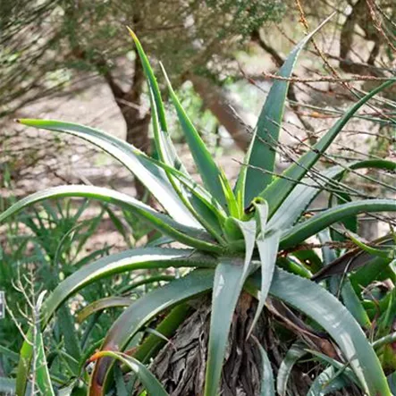 Baum-Aloe Baum-Aloe