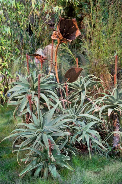 afrikanischer blauregen samen Afrikanischer Blauregen Bonsai Samen mit hoher Keimrate main image 1