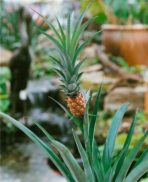Ananas 'Compacta' Pflanze, Pflege & Tipps  Floragard