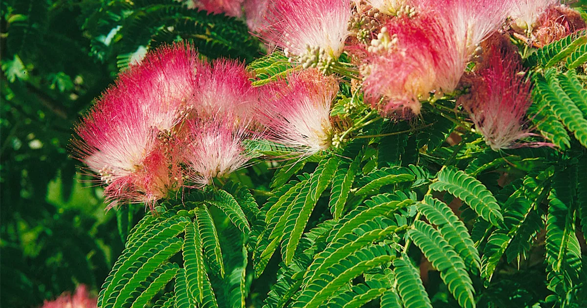 Seidenbaum 'Tropical Dream' Pflanze, Pflege & Tipps  Floragard