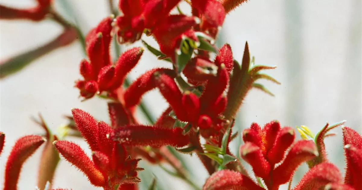 saatgut weiklee Weiklee - Trifolium repens