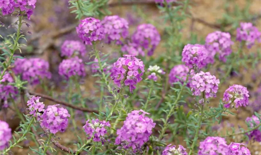 Aethionema armenum 'Warley Ruber'
