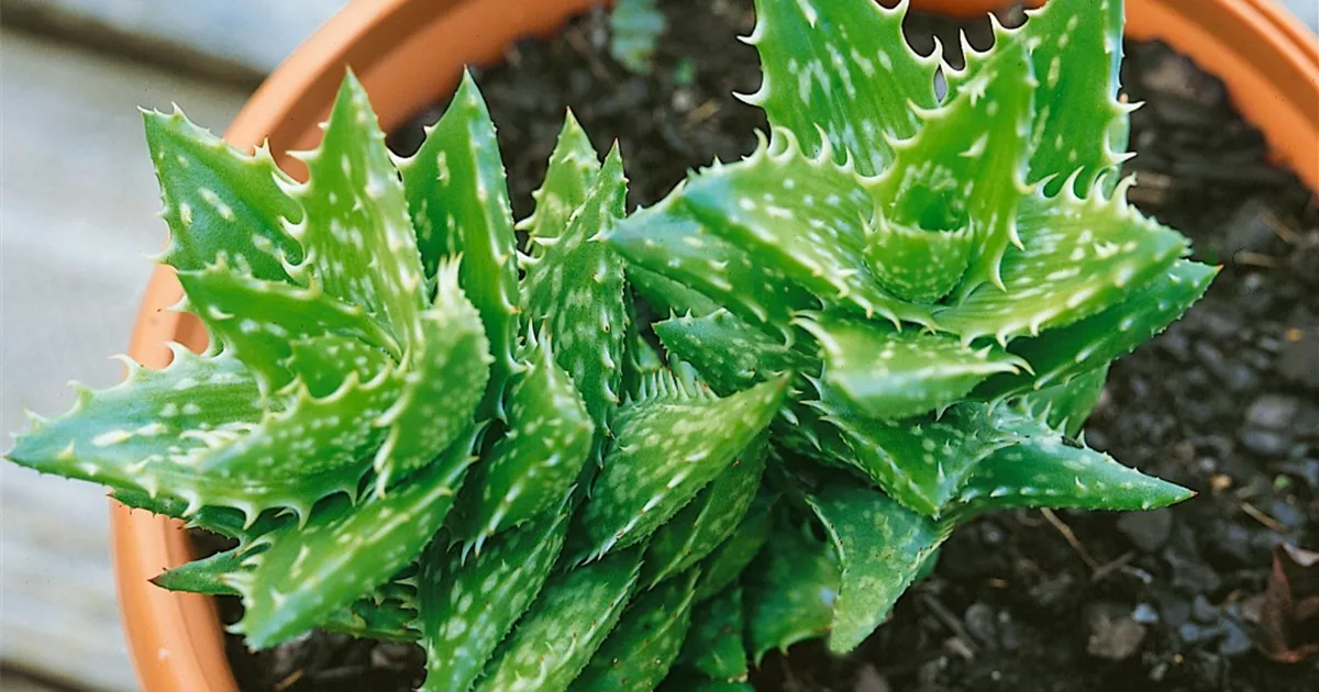 Aloe paradisicum 'Jurassic Dino' Pflanze, Pflege & Tipps  Floragard