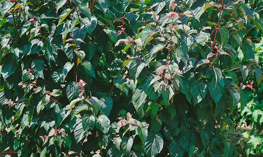 Schlangenhaut-Ahorn 'Viper'