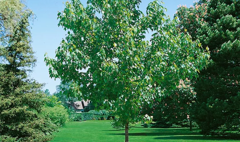 Rotahorn 'Redpointe'®