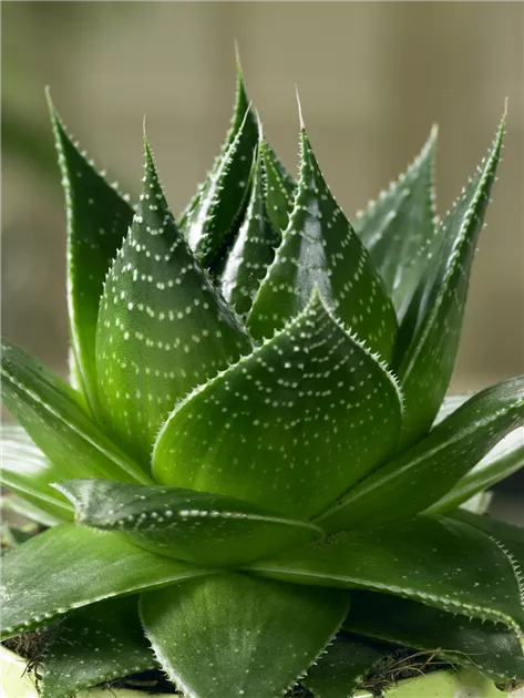 aloe vera revitaloe 6000 Raslok Natural Aloe Vera Gel with Papaya Extract (7.76 OZ) main image 0