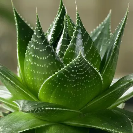 Aloe 'Tiki Tahi' Aloe 'Tiki Tahi'