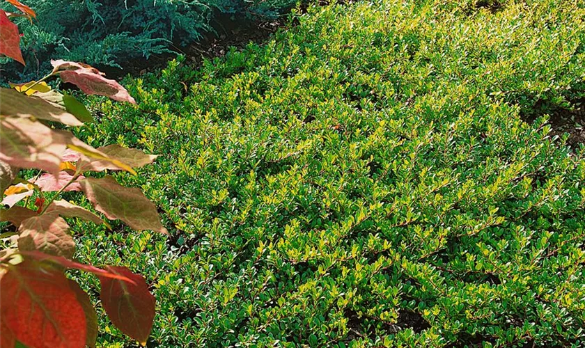 Arctostaphylos uva-ursi 'Radiant'